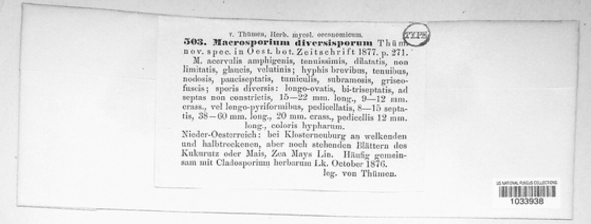 Macrosporium diversisporum image